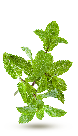 4-Menthe - persil - coriandre