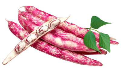 2-haricot ecossais (borlotti)