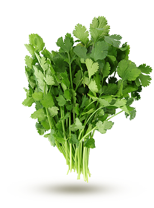 4-Menthe - persil - coriandre