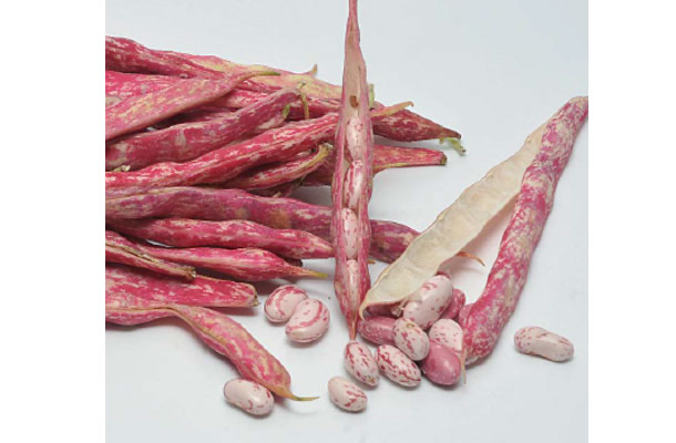 2-haricot ecossais (borlotti)