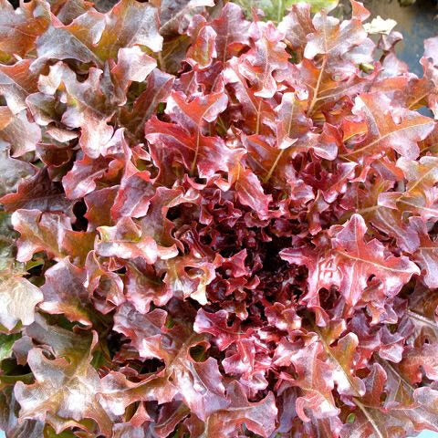 4-Feuille De Chene Rouge