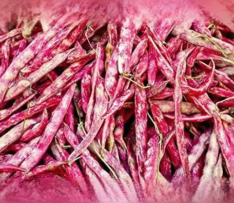 2-haricot ecossais (borlotti)