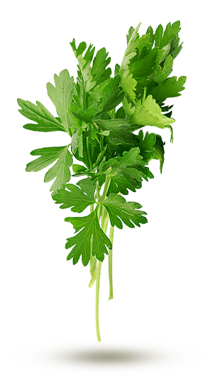 4-Menthe - persil - coriandre