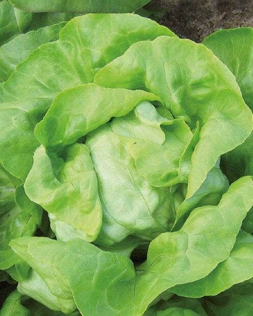 4-Salade Laitue