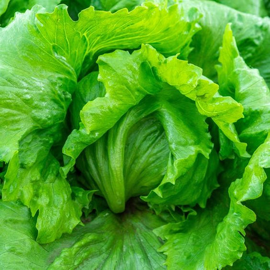 4-Batavia salade
