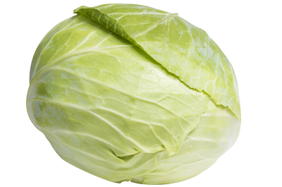 2-Le chou vert (blanc )