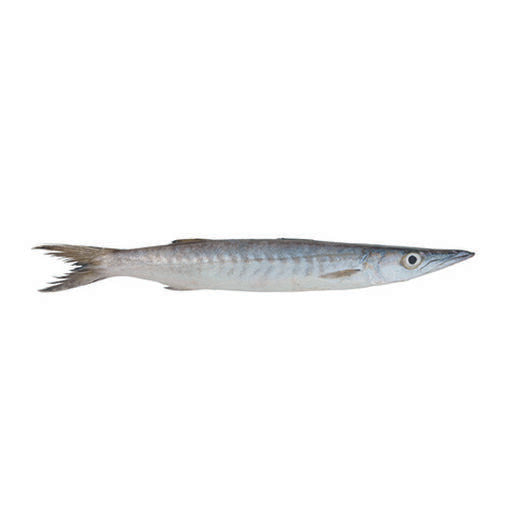 7-BARRACUDA ENTIER ( SURGELE )