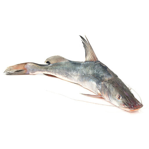 7-POISSON CHAT VIDE 500-800 (SURGELE )