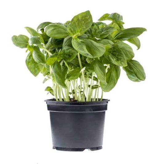 4-pot de Basilic