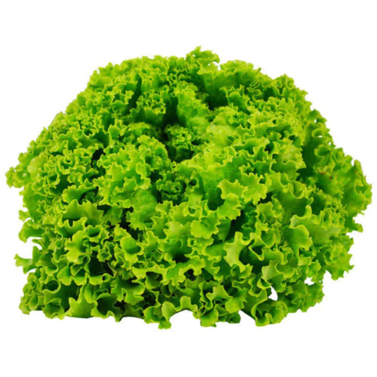 4-Batavia salade