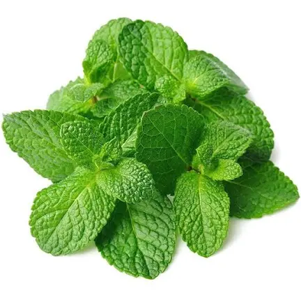 4-1 Menthe Fraiche - botte 40g