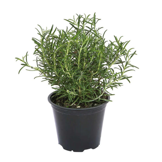 4-Pot de Romarin